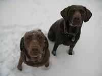 Dogs' Snow Day.jpg
